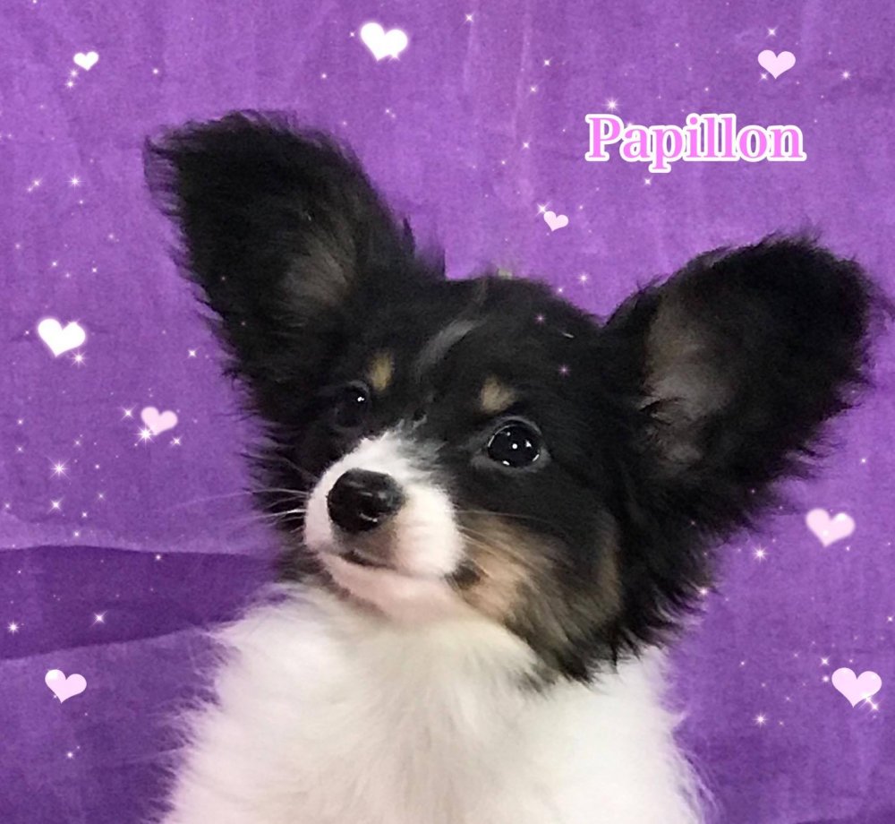 パピヨン子犬